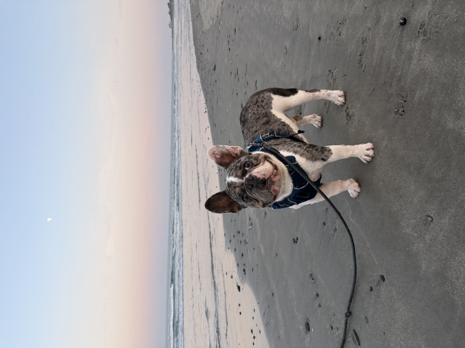 Louie on the beach at sunset
