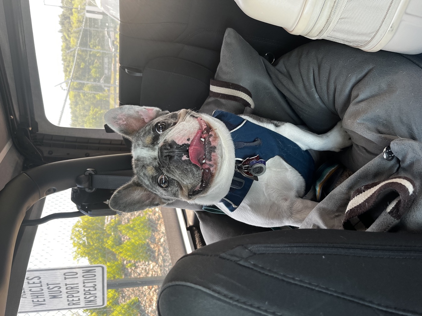 Louie in his booster seat