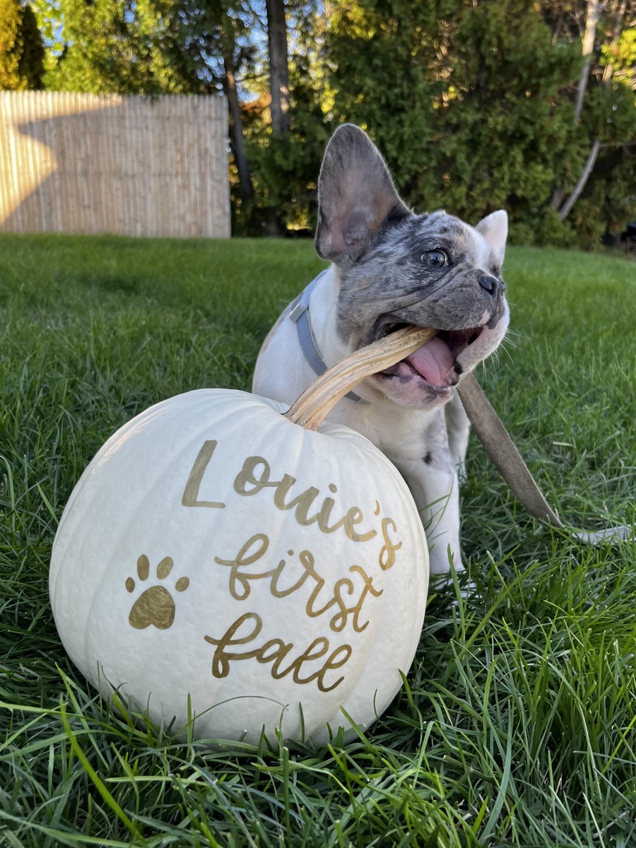 Louie as a puppy beside a pumpkin painted with his name