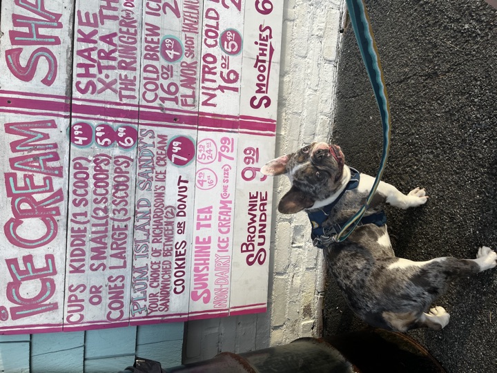 Louie, photograph 6