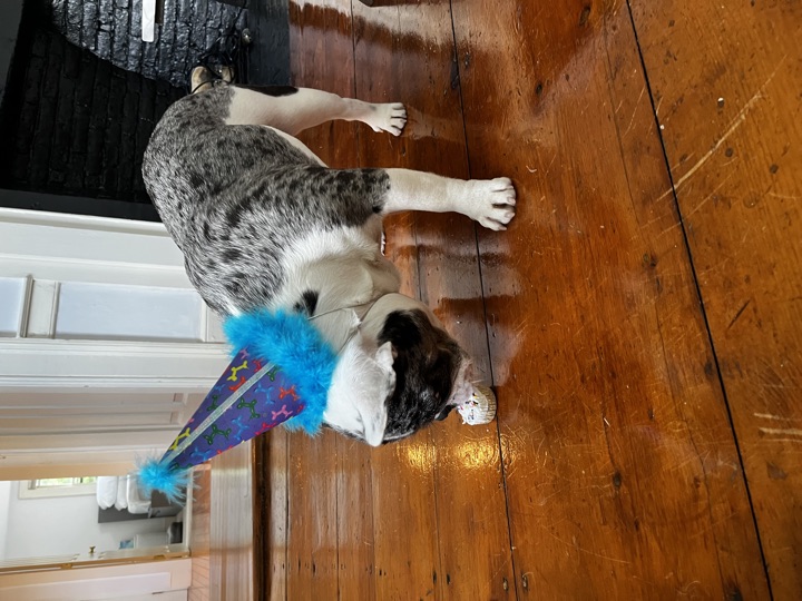 Louie, photograph 100