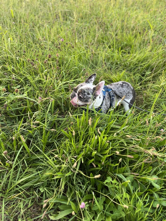 Louie, photograph 103