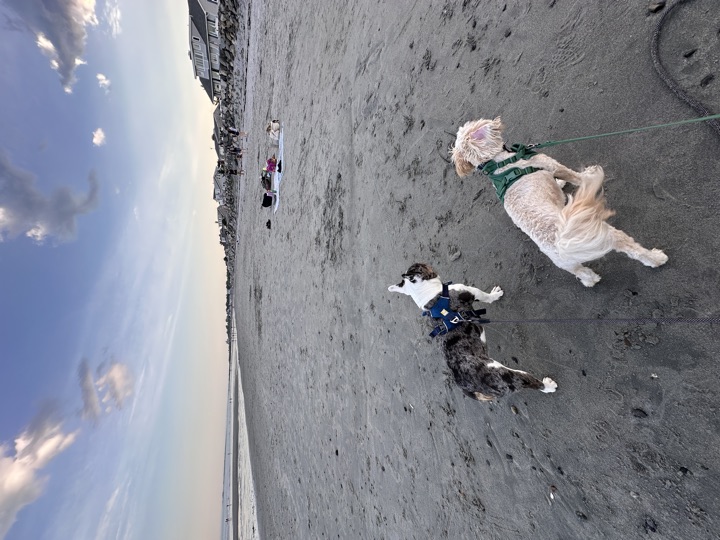 Louie, photograph 113