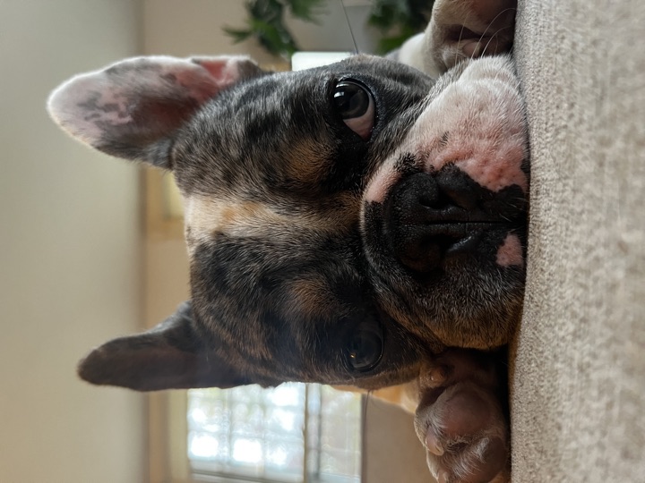 Louie, photograph 114