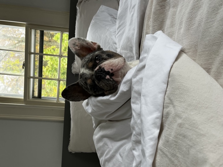 Louie, photograph 115