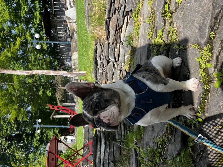 Louie, photograph 116