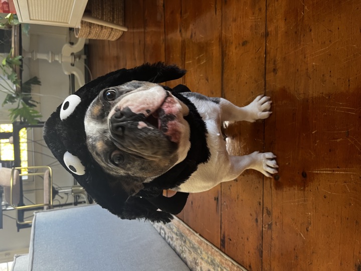 Louie, photograph 121