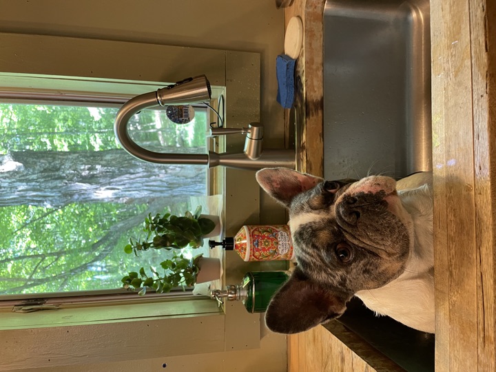 Louie, photograph 123