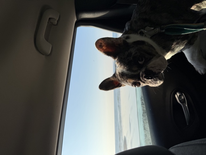 Louie, photograph 127