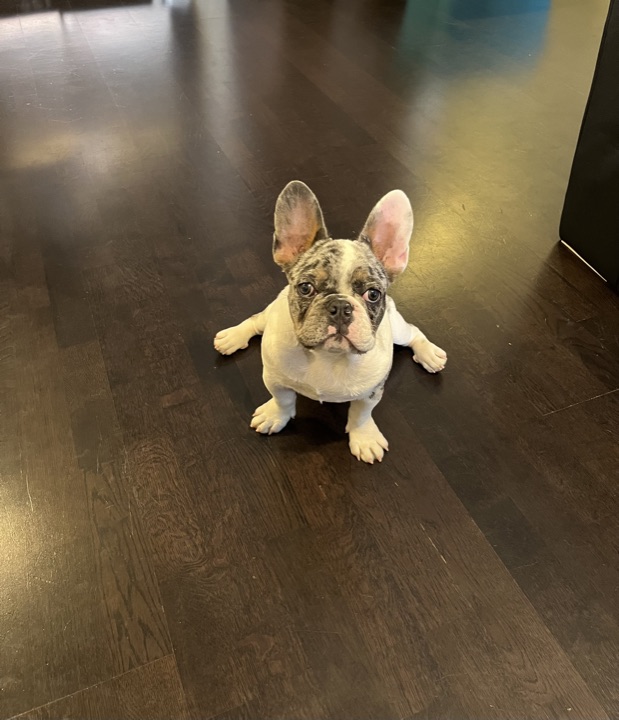 Louie, photograph 131