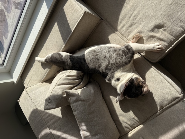 Louie, photograph 133
