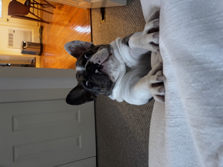 Louie, photograph 136