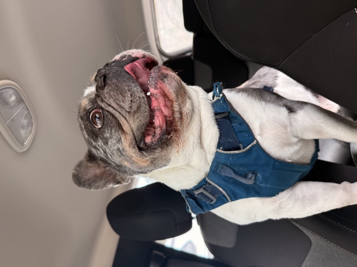 Louie, photograph 138