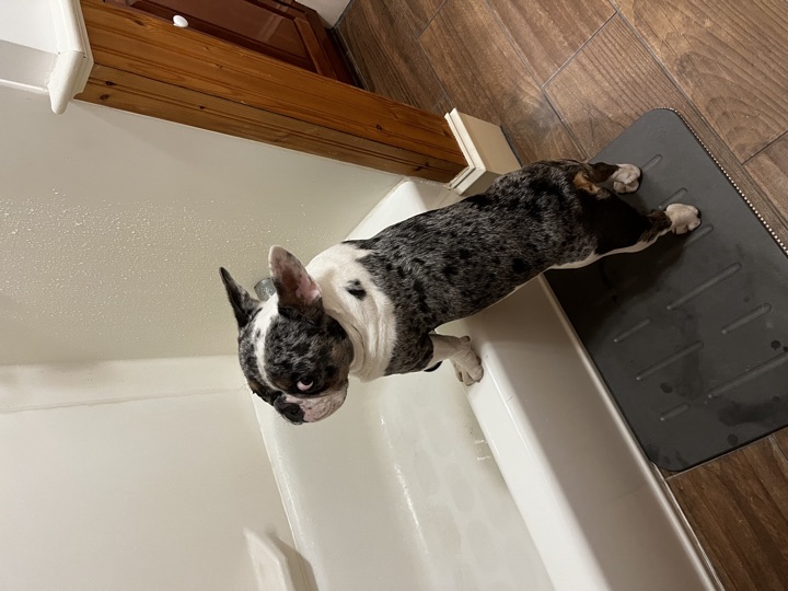 Louie, photograph 140