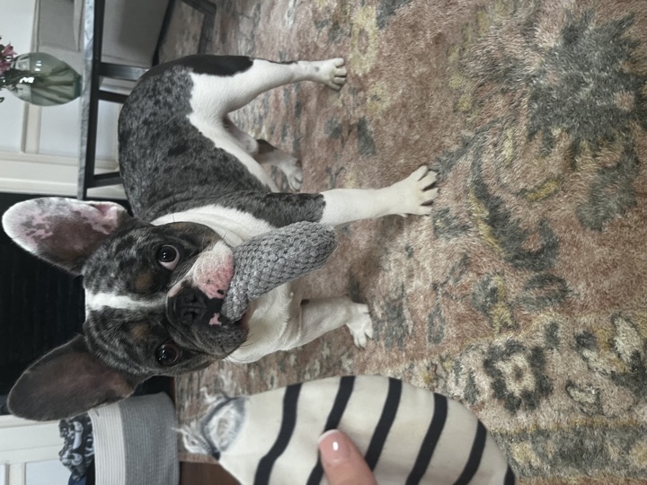 Louie, photograph 141