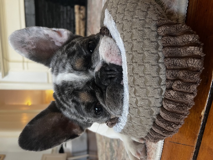 Louie, photograph 143