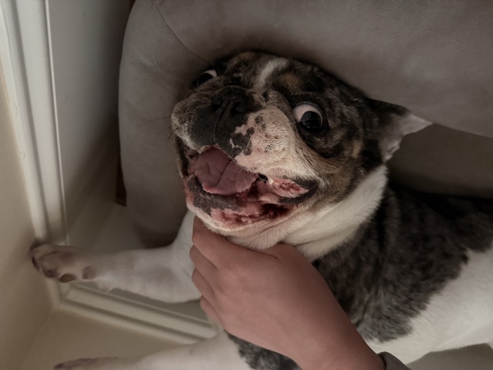 Louie, photograph 144