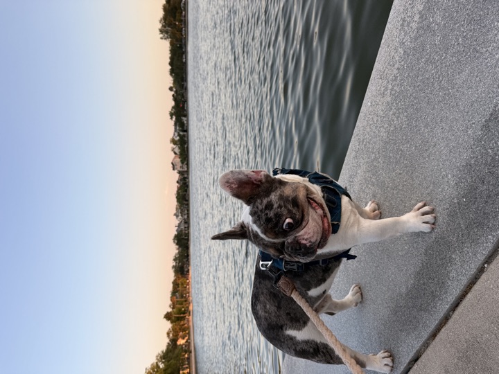Louie, photograph 147