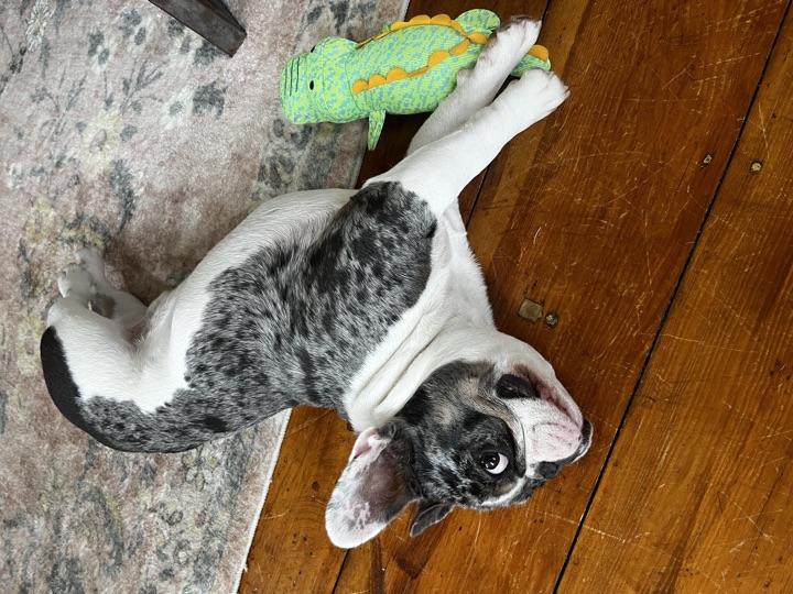 Louie, photograph 156