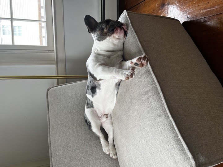 Louie, photograph 158