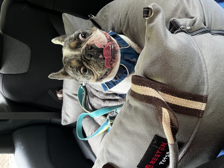 Louie, photograph 166
