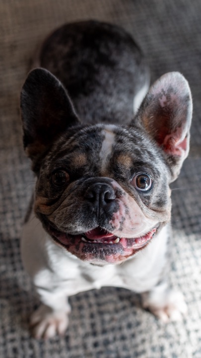 Louie, photograph 170