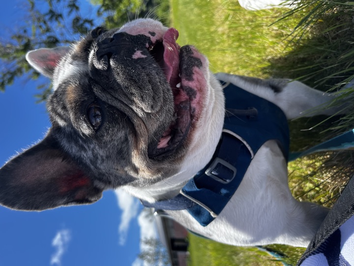Louie, photograph 18
