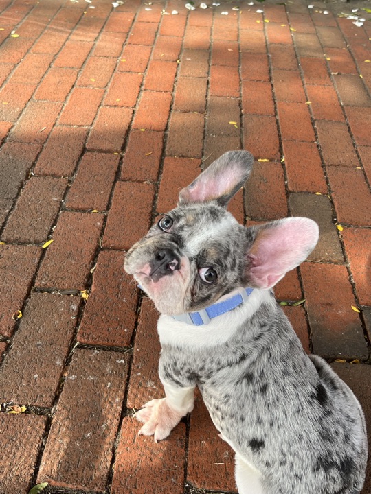 Louie, photograph 21