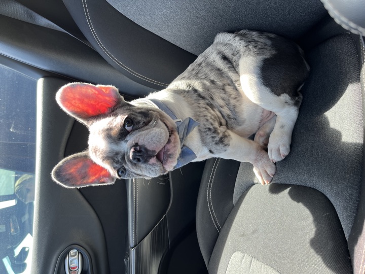 Louie, photograph 24