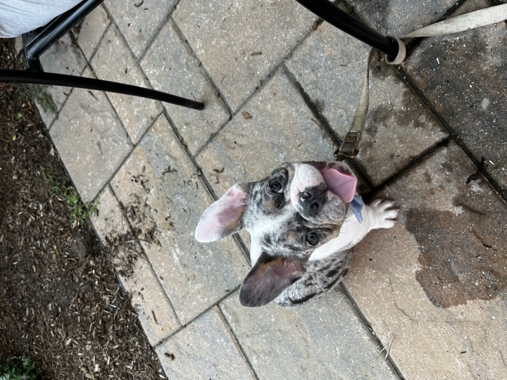 Louie, photograph 28