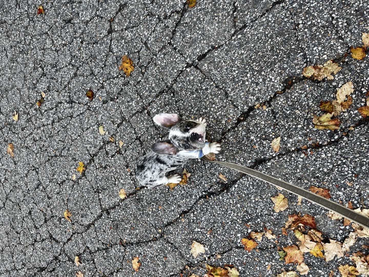 Louie, photograph 29