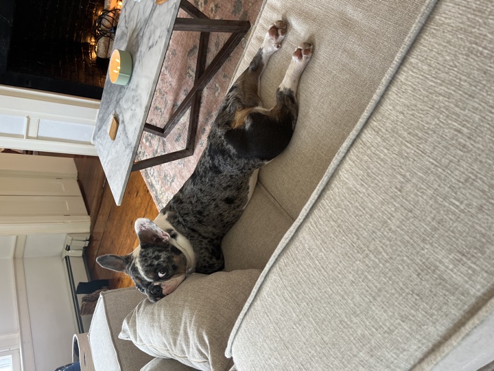 Louie, photograph 32