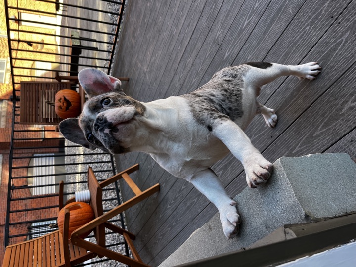 Louie, photograph 36