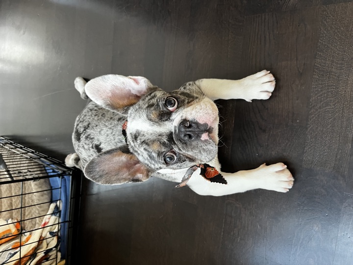 Louie, photograph 37