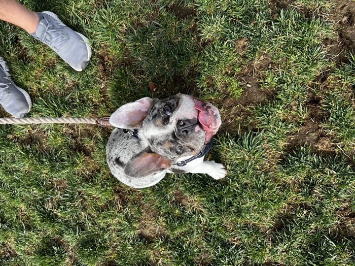 Louie, photograph 38