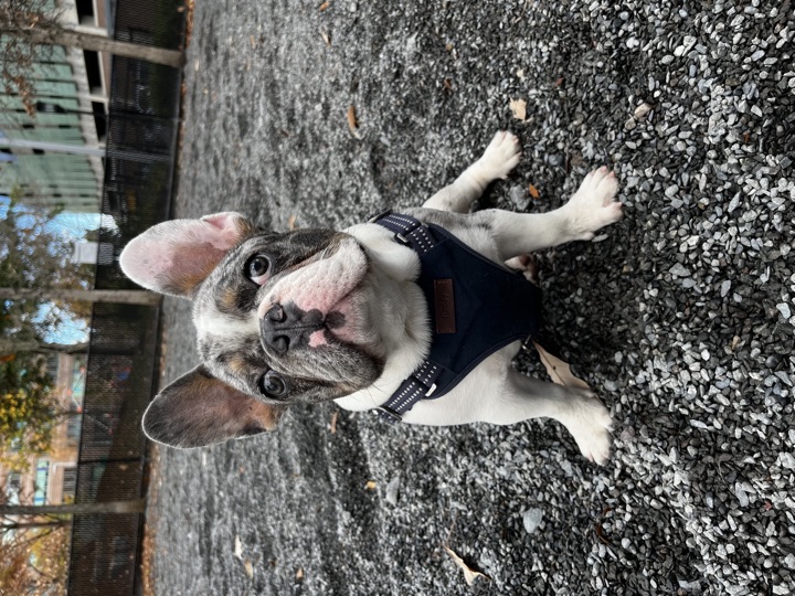 Louie, photograph 41