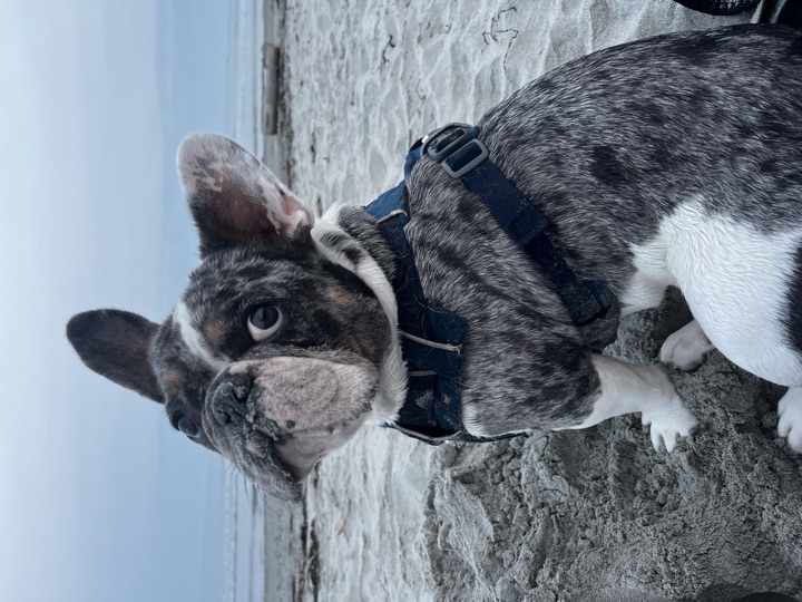 Louie, photograph 43