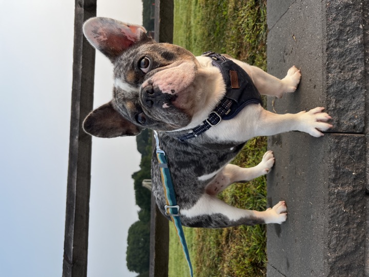 Louie, photograph 44