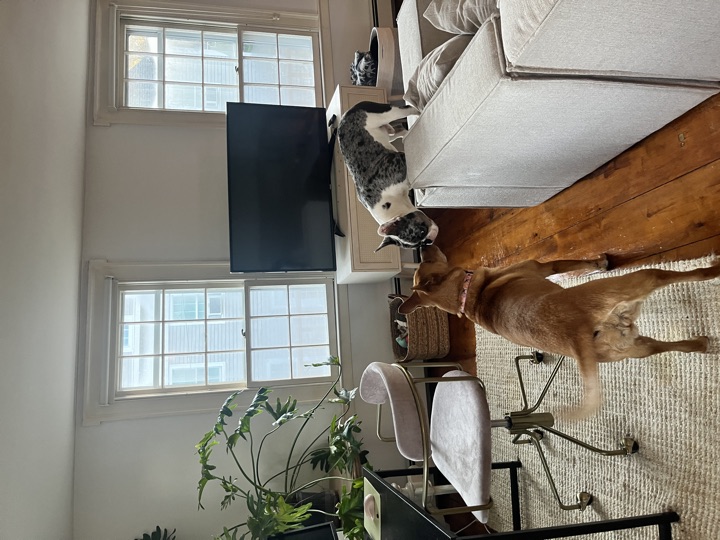 Louie, photograph 47