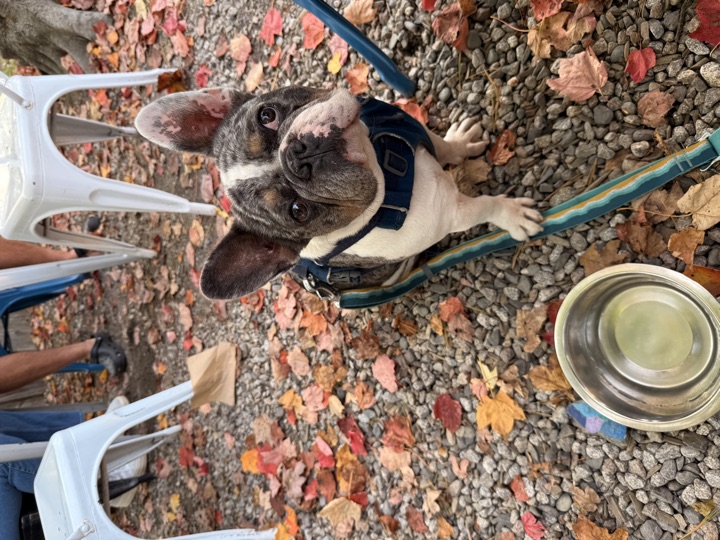 Louie, photograph 48