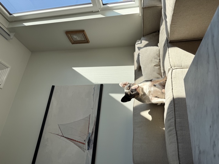 Louie, photograph 53