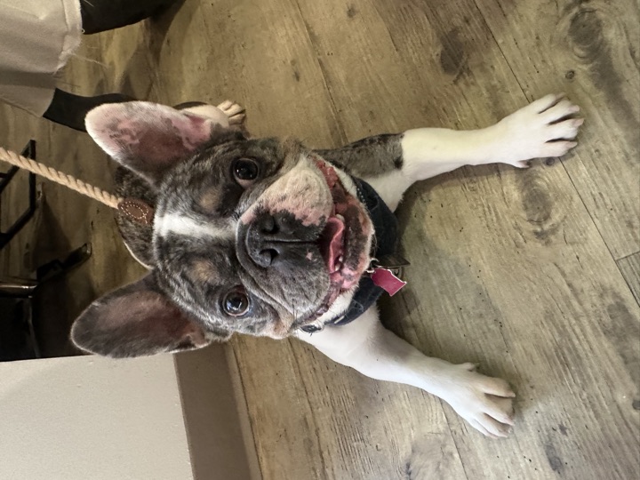 Louie, photograph 59