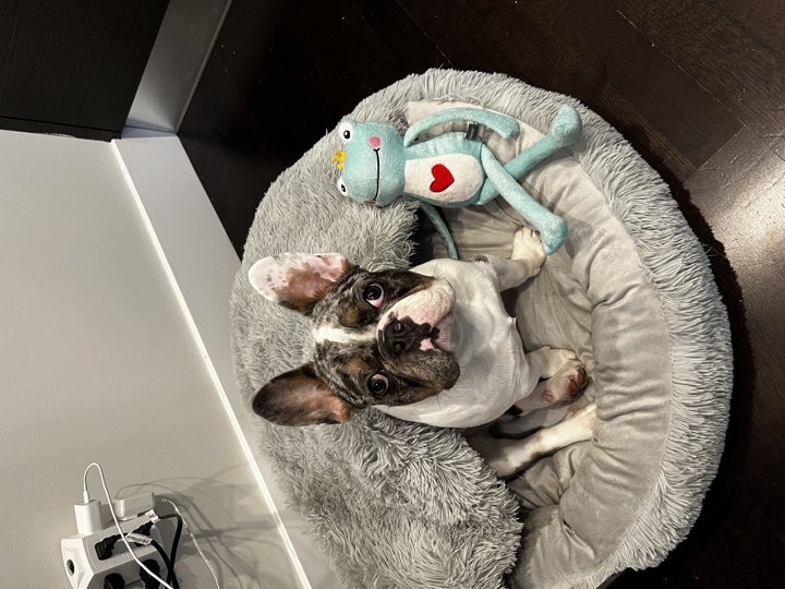 Louie, photograph 65