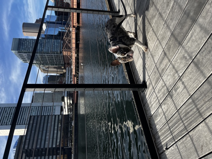 Louie, photograph 68