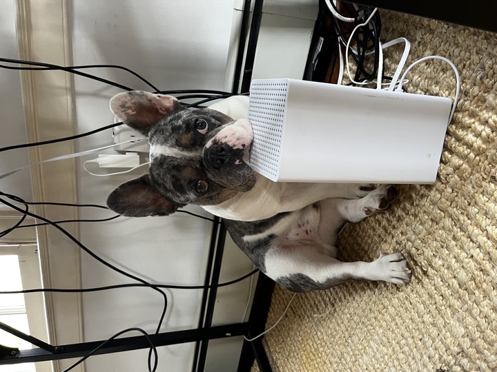 Louie, photograph 71
