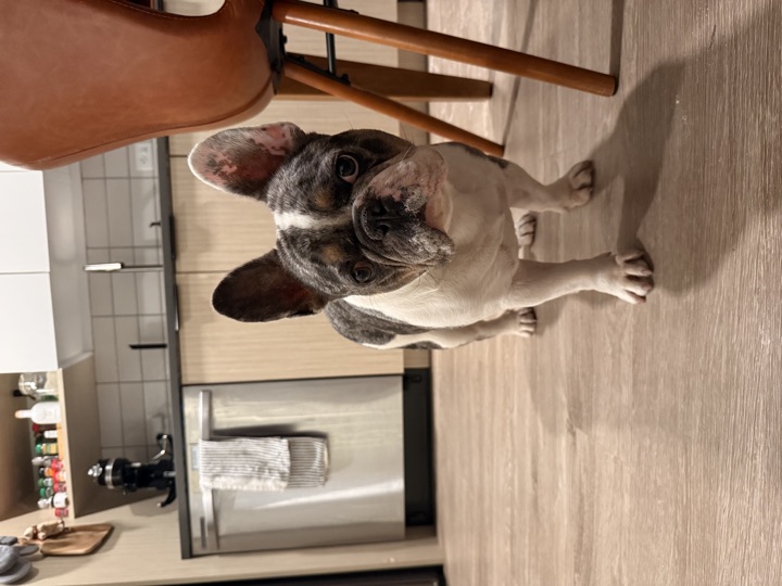 Louie, photograph 79