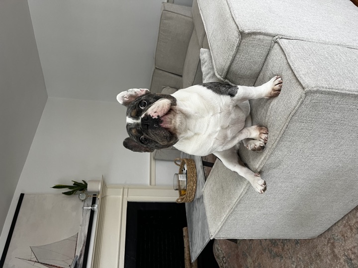 Louie, photograph 85
