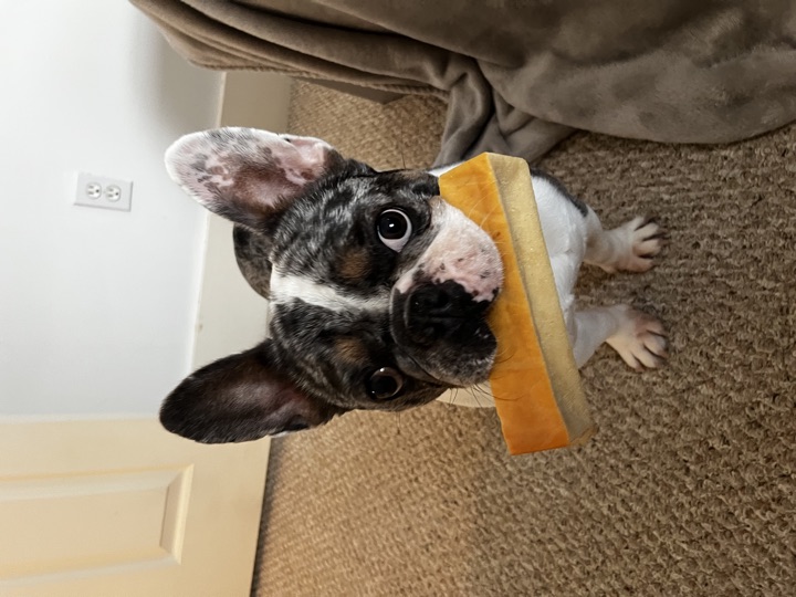 Louie, photograph 86