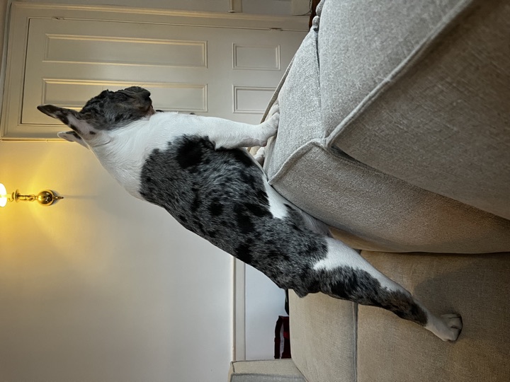 Louie, photograph 97